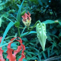 Gloriosa superba L.